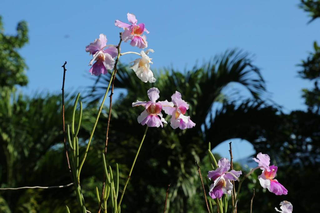 Blue Banyan Inn photo