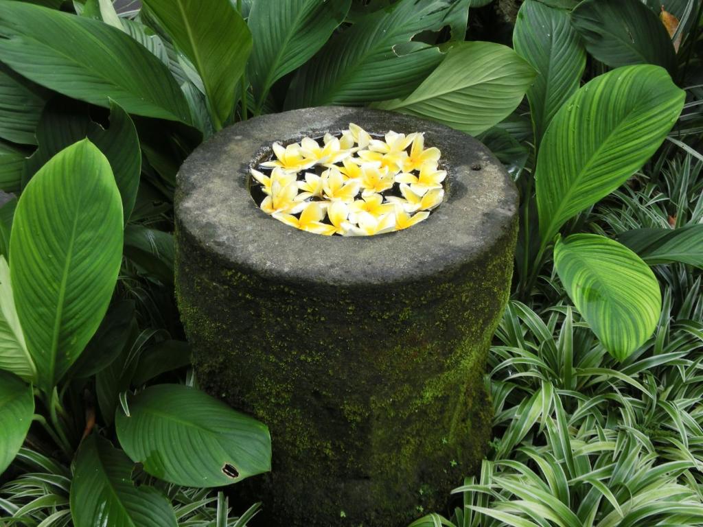 Latugu Homestay Ubud photo