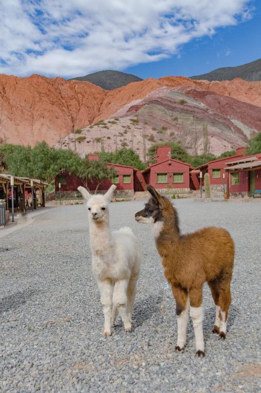 Ecohotel Posta de Purmamarca - 3