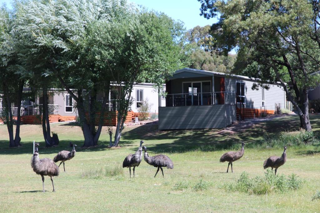 Halls Gap Lakeside Tourist Park photo