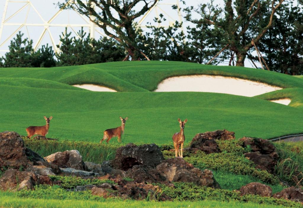ゴルフコース（敷地内）