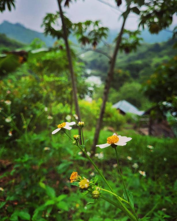 Jardín