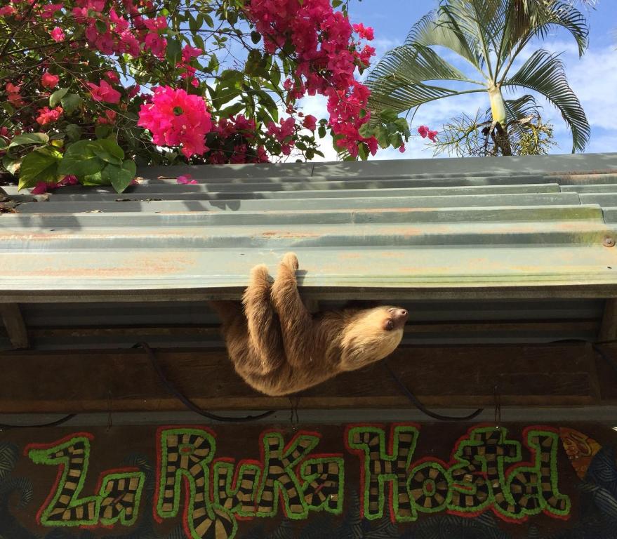 La Ruka Hostel — Hotel in Puerto Viejo de Talamanca