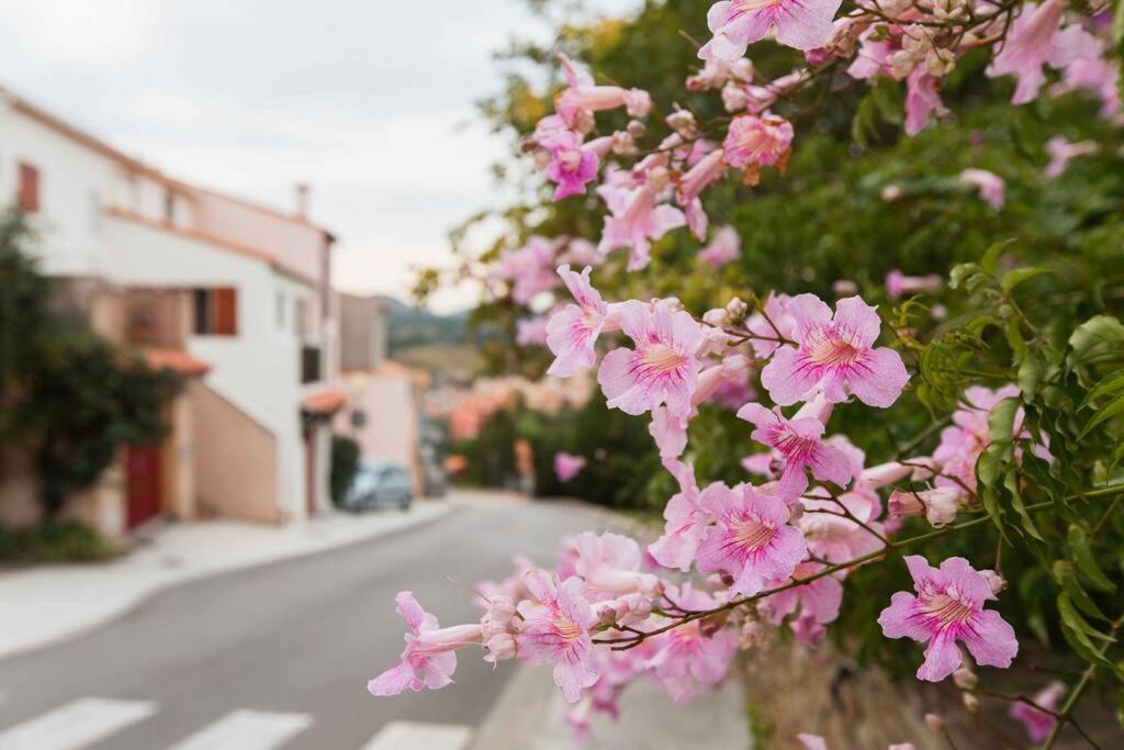 Regina's Banyuls - Les Hibiscus - 2