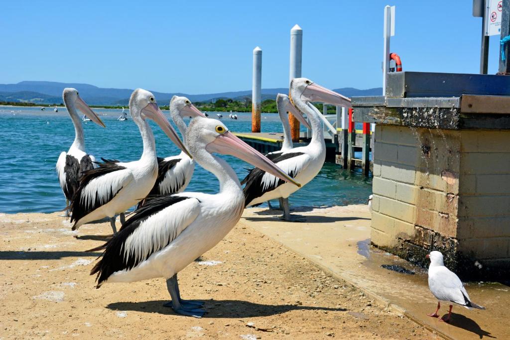 Mallacoota Hotel Motel photo
