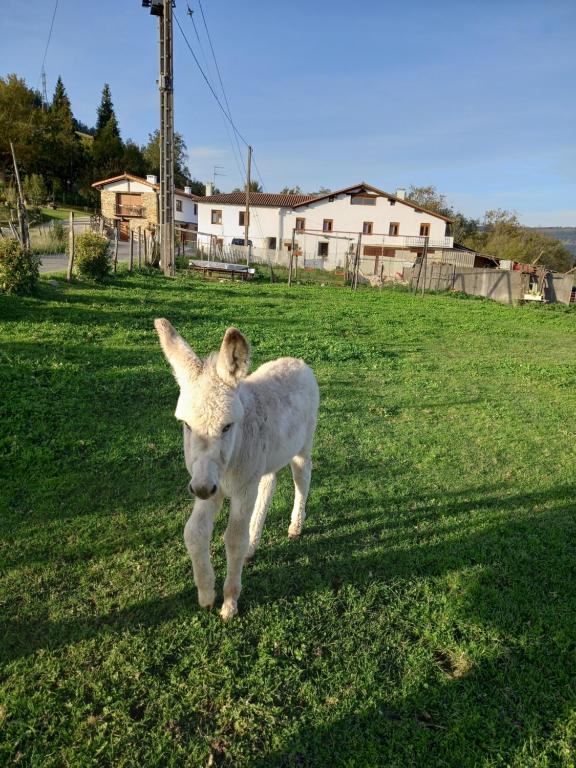 Agroturismo Pagoederraga photo