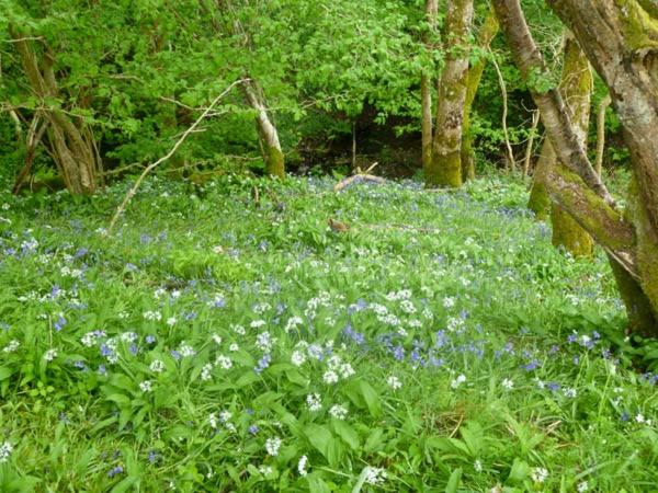 Hendre Aled Cottage 1 photo 6
