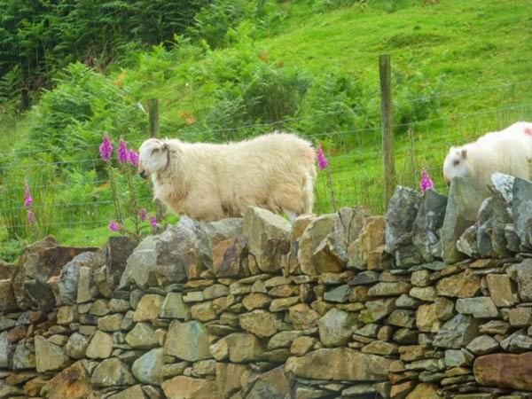 Tyn Llwyn, Dolgellau photo 8