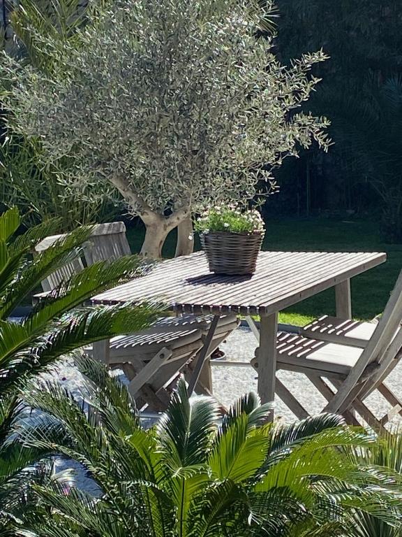 Un palmier a sa fenetre photo