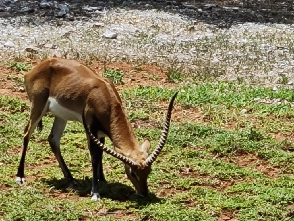 Callies Game Lodge Safaris photo