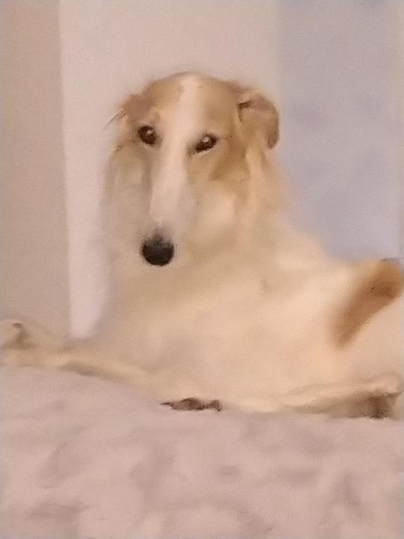 Swiss Borzoi House photo