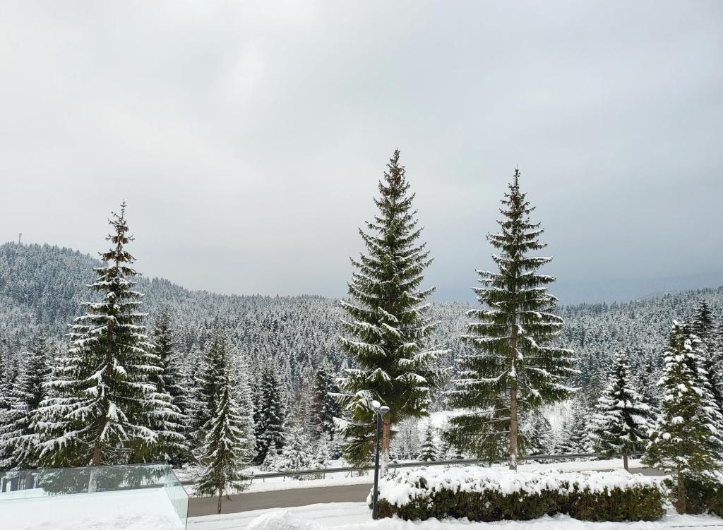 Hotel Forest - 5