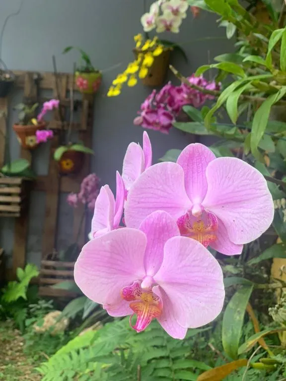 Casa das Flores，位于沙帕达-杜斯吉马朗伊斯的酒店