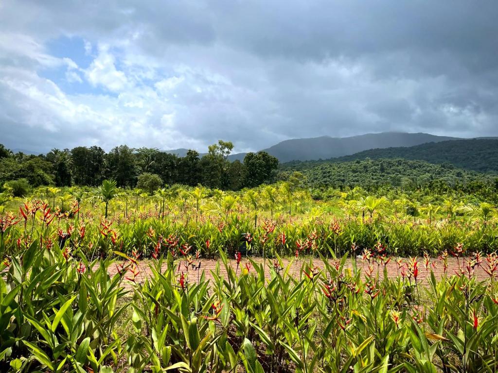 The Postcard Hideaway, Netravali Wildlife Sanctuary, Goa — Hotel in South Goa