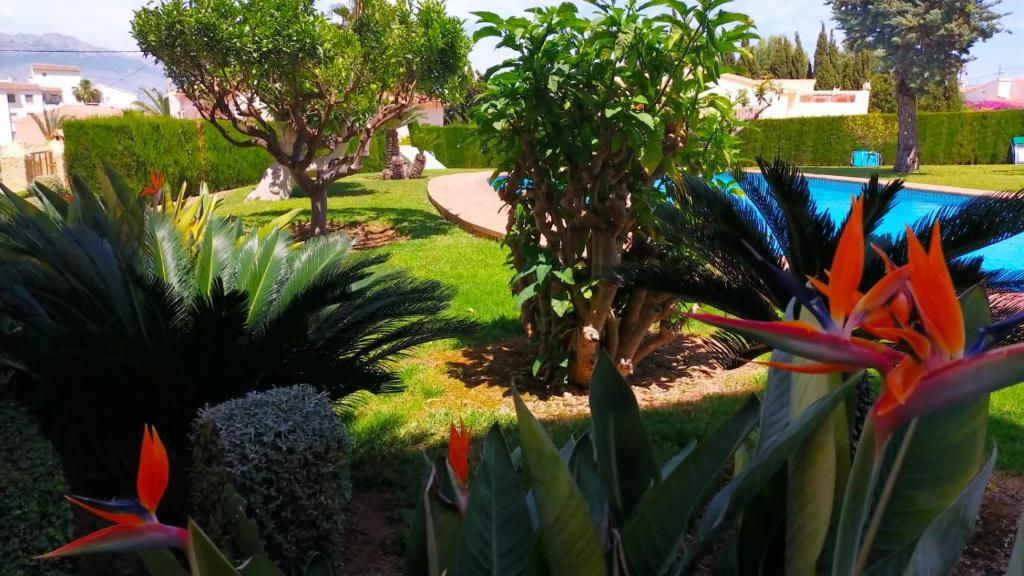 Seaview Dream Albir - 5
