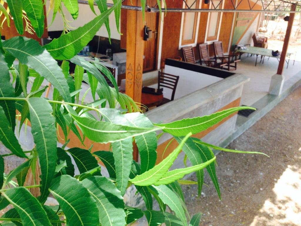 The Summer Corridor- Kataragama photo
