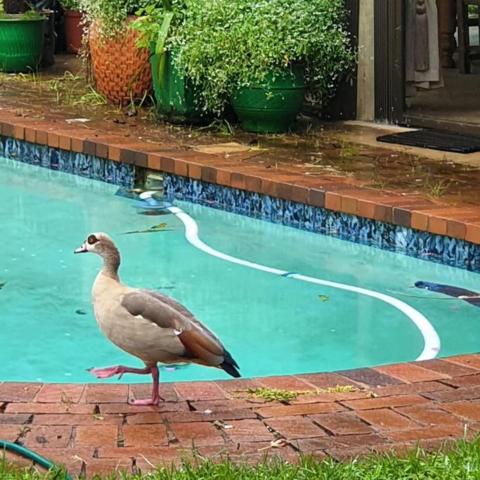 The Lapa photo