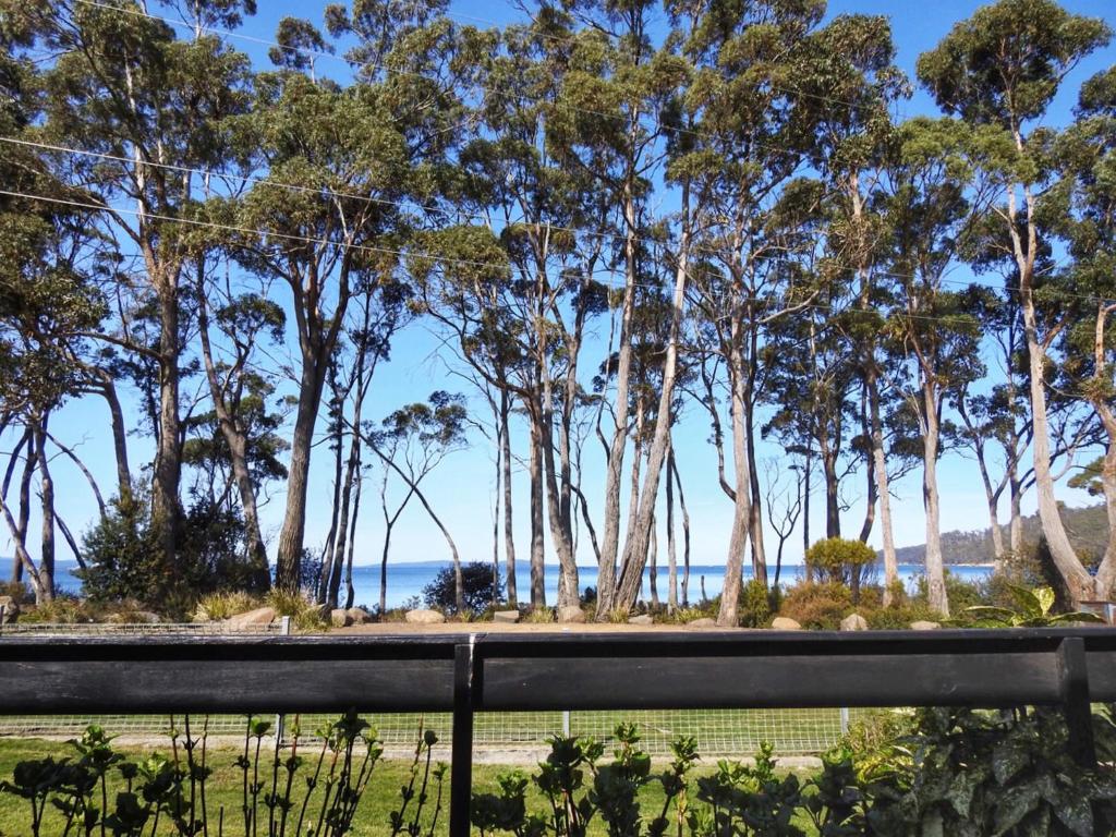 Sea Eagle at Roaring Beach, Surveyors Bay
