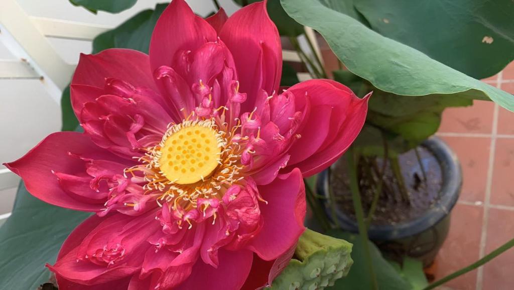 HomeStay Sen Biển HomeStay Sen Biển