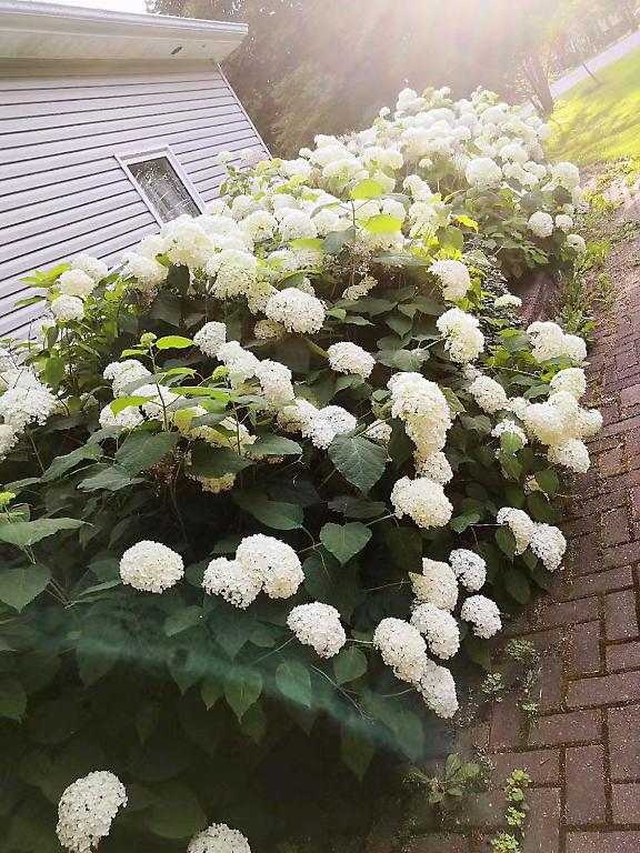 Lily's Garden photo