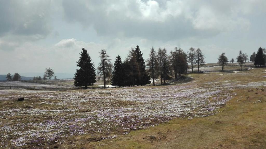 Alpenrose - 4