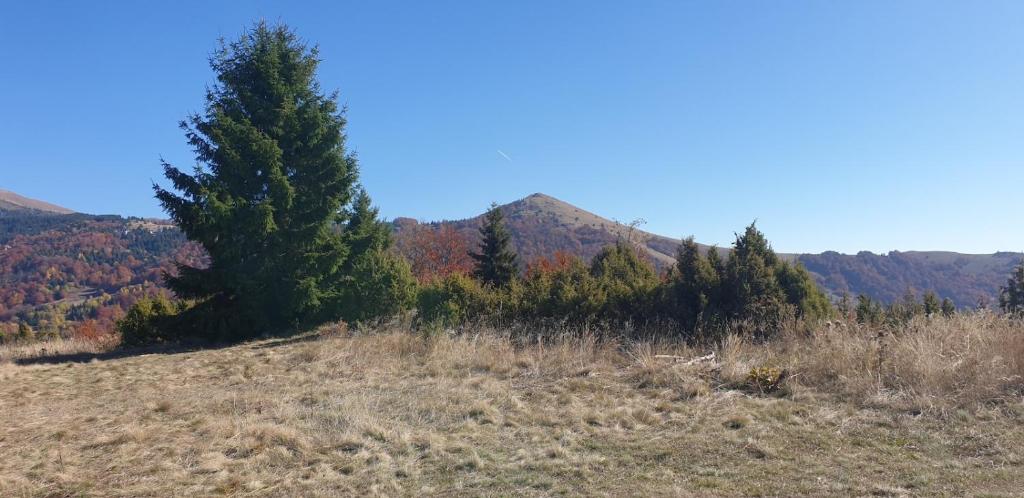 Kraljevi Cardaci 9D 12- Sunny view - 3