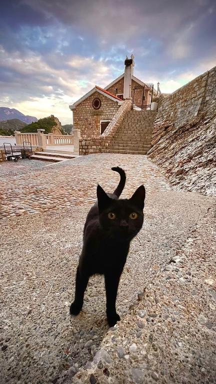 Guest House Djonovic photo