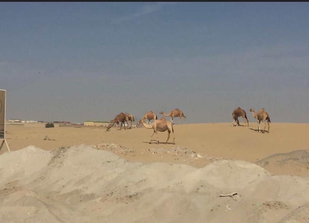 دماك هيلز 2 photo