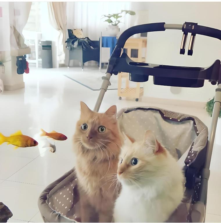 Hotel Il Gatto photo