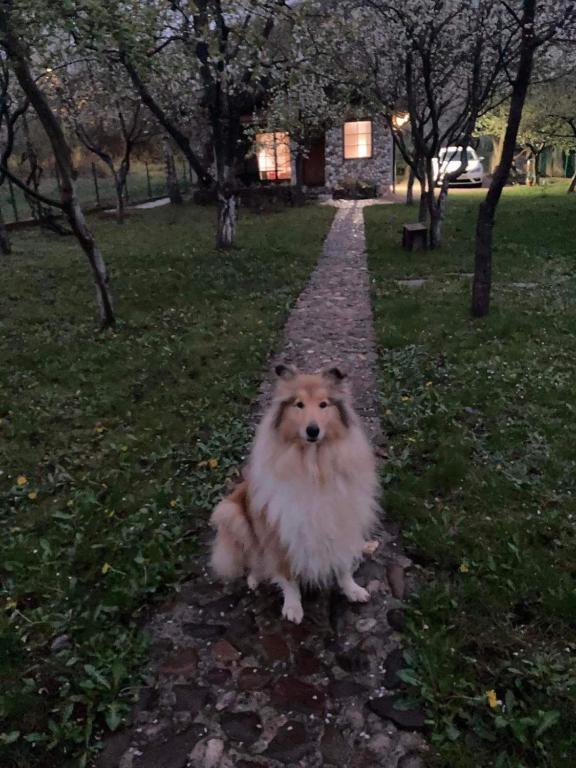 COUNTRY HOUSE - 5