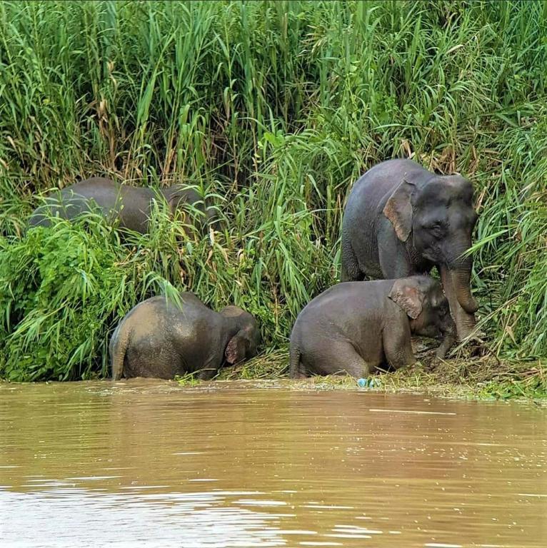 Kinabatangan Wildlife Lodge photo