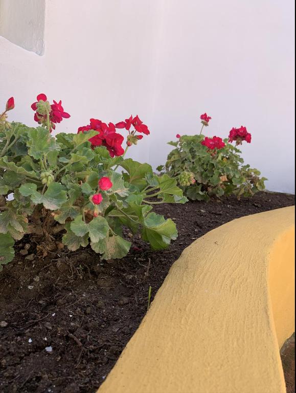 Novedad Suite Céntrico con Porche y Jardín - 4