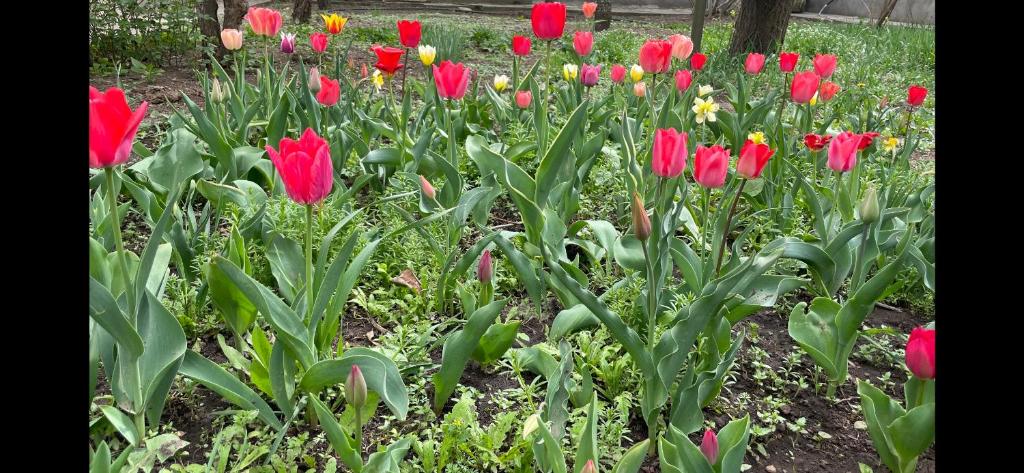 The Nut Guest House photo