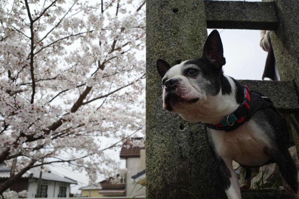 Kyoto-Gion Tourist House photo