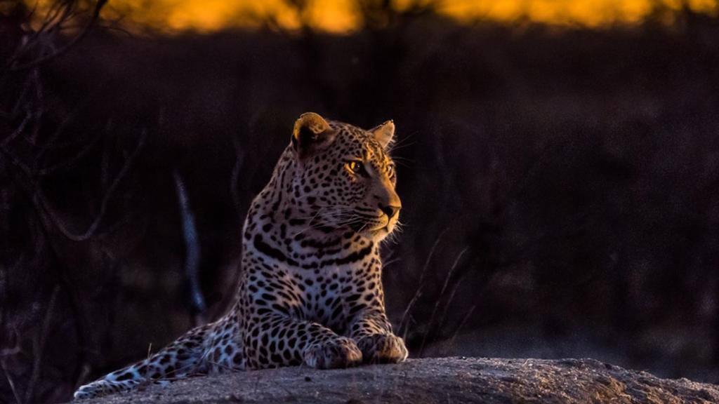 Geiger's Camp by NEWMARK photo