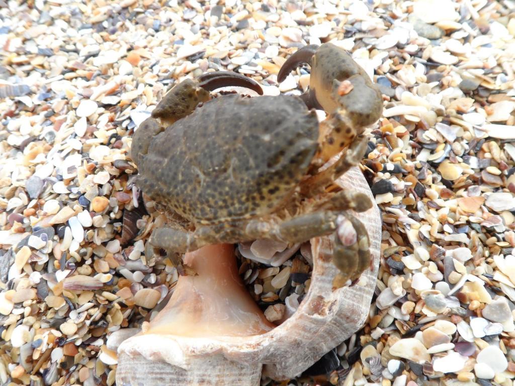 Vilele Brise de Mer photo