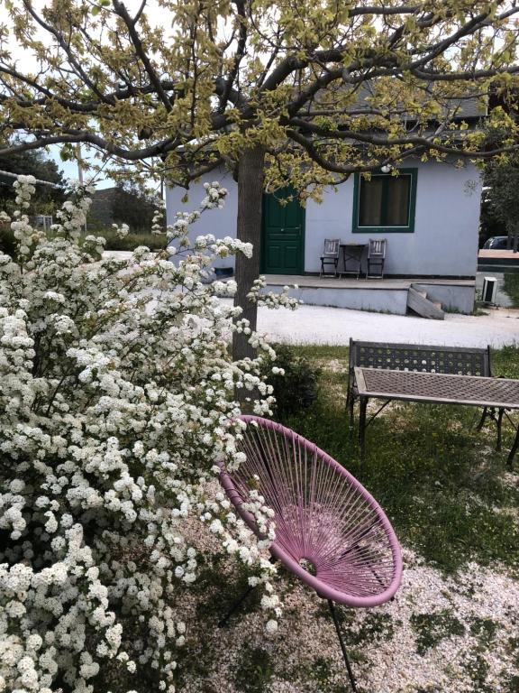 Olive Grove photo