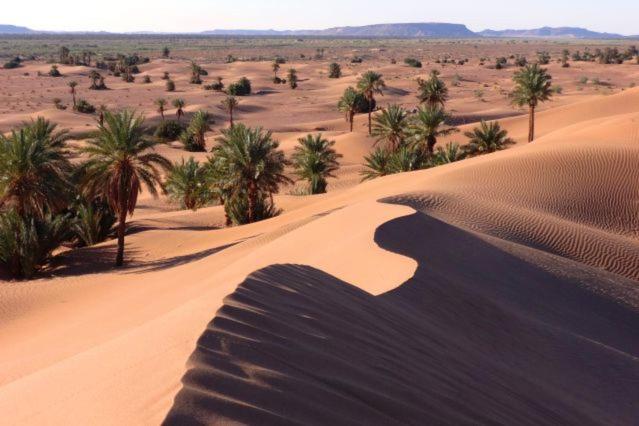 Camp Sahara Holidays photo