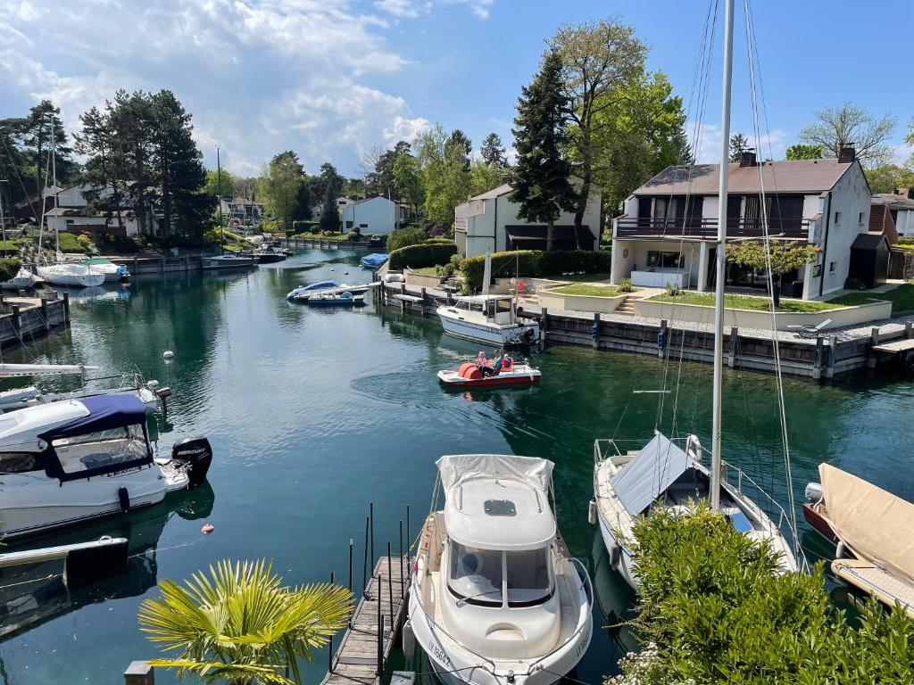 Port Ripaille, les grèbes - 2