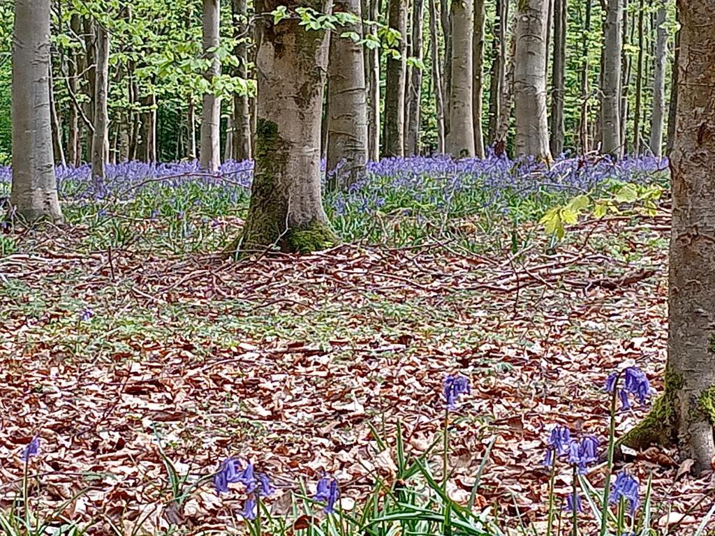 Le Clos Fleuri 전경