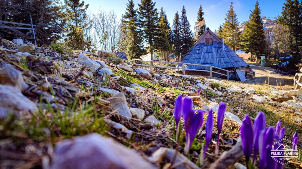 Chalet Encijan - Velika planina — Hotel in Velika Planina
