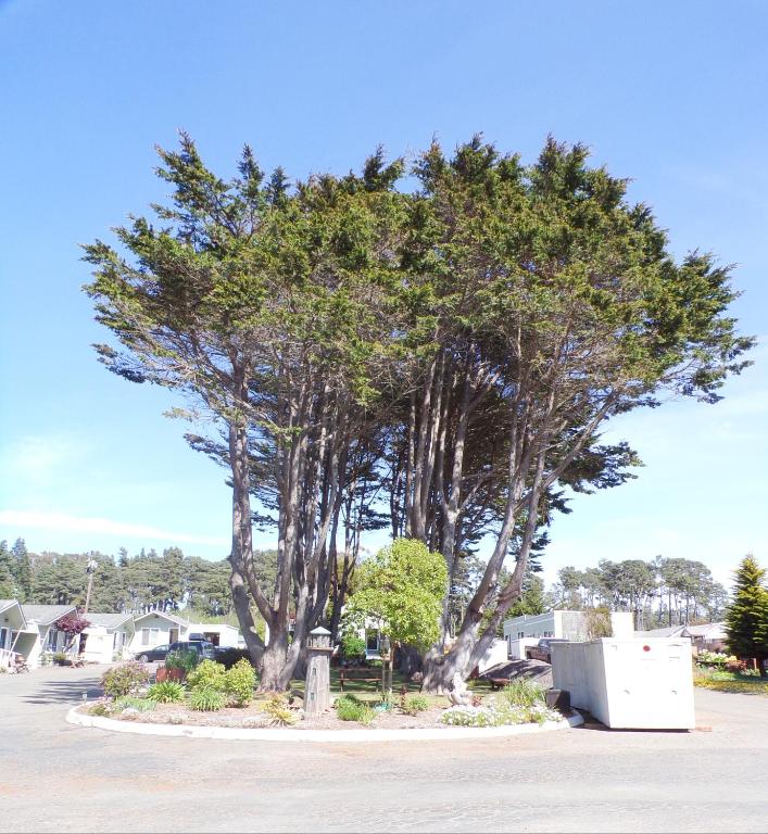Shoreline Cottages photo