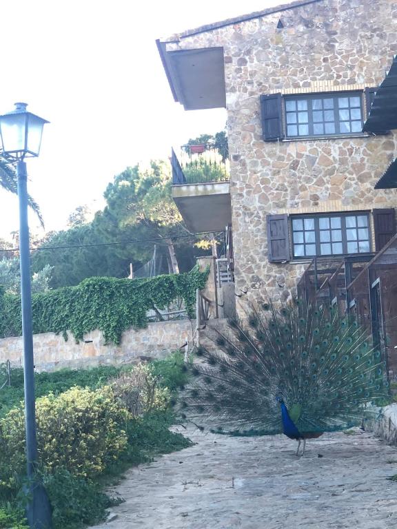 Casa entera a Emporda 10 min platja i piscina - 5