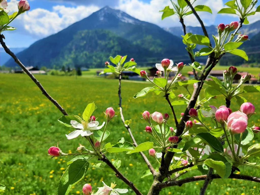 Pulvererhof - 5