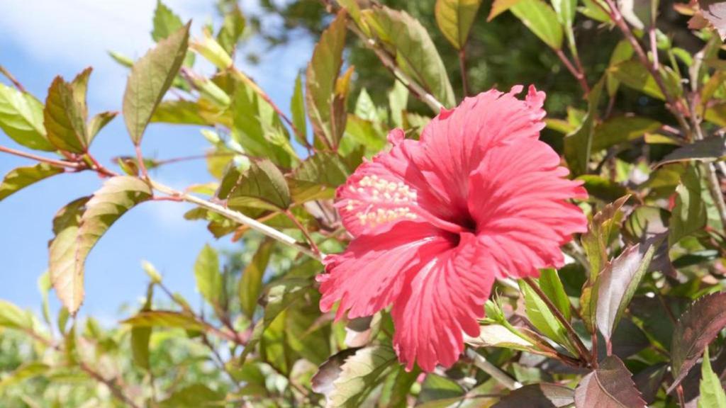 花園