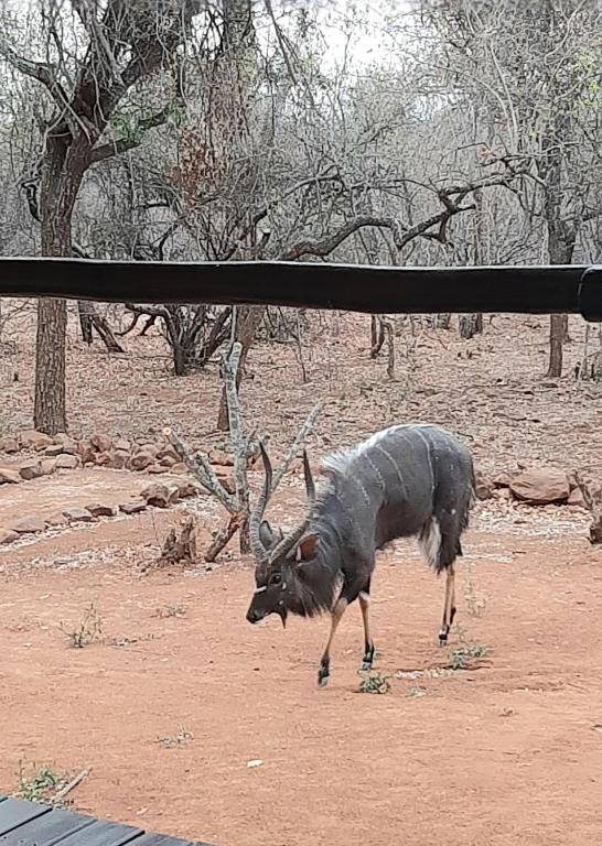 Hoedspruit Bushveld Retreat photo