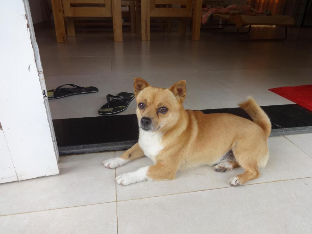 Skybird Homestay photo