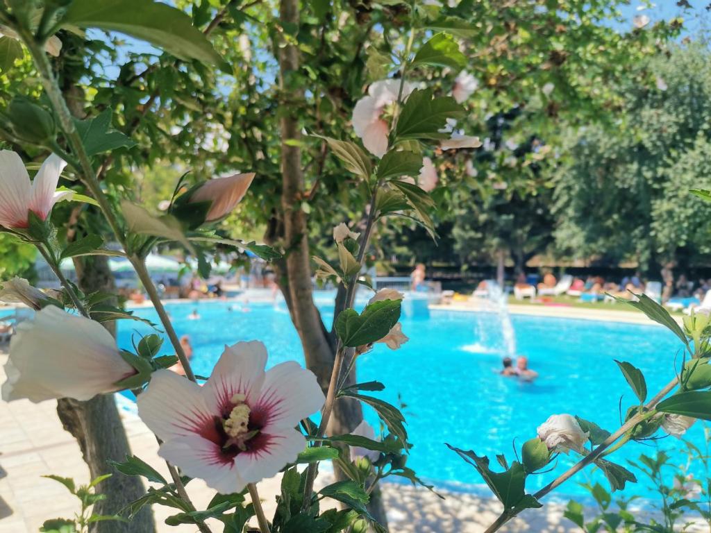 Hotel Koral — Swimming pool in Varna, Varna Region