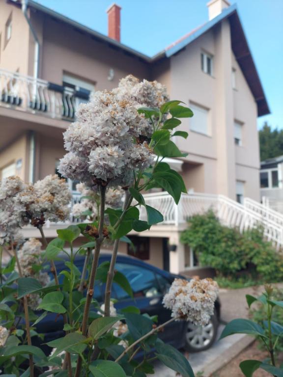 M Apartments photo