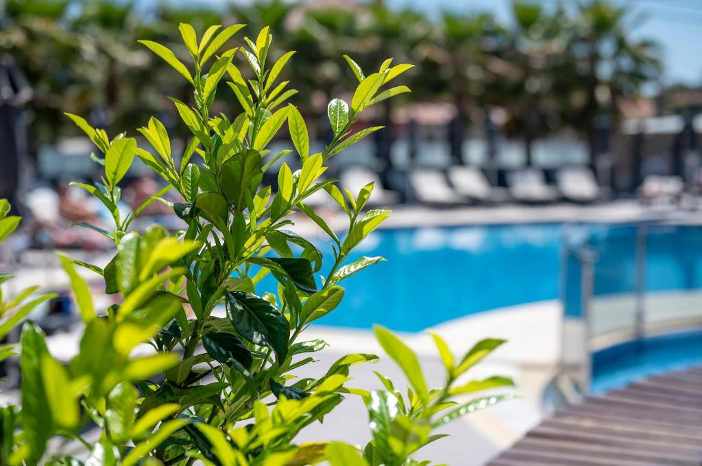Dionysos Hotel and Suites photo